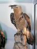 ALLA SCOPERTA DELL'AVIFAUNA ITALIANA
