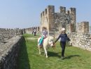 Le passeggiate con i ponies